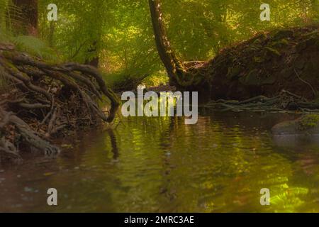 Un paesaggio di radici e tronchi d'albero che si affaccia sul fiume nel bosco in una giornata di sole Foto Stock