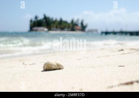 Roccia di corallo sulla solitaria spiaggia di sabbia bianca Foto Stock