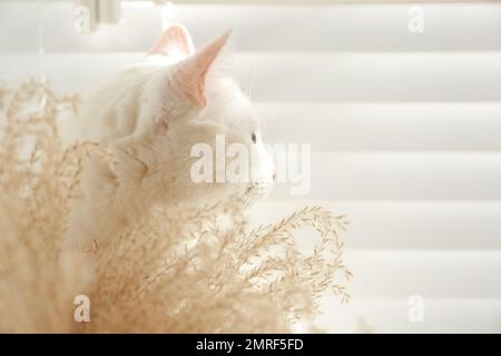 Adorabile khao manee gatto vicino alle spikelets a casa, spazio per il testo. Animale domestico soffice Foto Stock