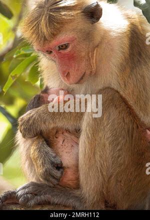 Scimmie e lingue grigie nella foresta. Sri Lanka Foto Stock