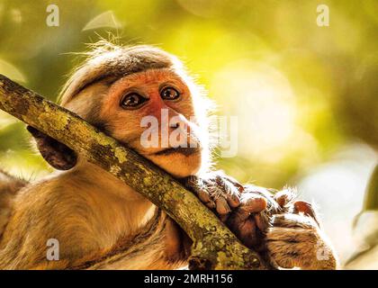 Scimmie e lingue grigie nella foresta. Sri Lanka Foto Stock