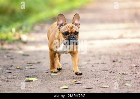 Carino cane di razza bulldog francese in esecuzione sul percorso in natura in estate Foto Stock