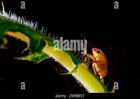 Vadnais Heights, Minnesota. Spinato Soldier Bug ninfa, Podisus maculiventris arrampicata su stelo di pianta. Foto Stock
