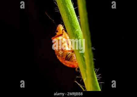 Vadnais Heights, Minnesota. Spinato Soldier Bug ninfa, Podisus maculiventris arrampicata su stelo di pianta. Foto Stock