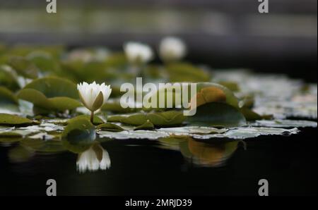 Un fiore Nymphaea candida con foglie sulla superficie del lago Foto Stock