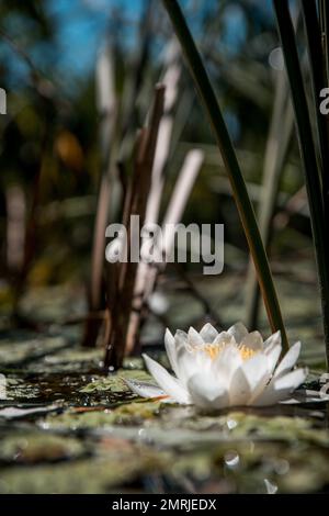 Un fiore Nymphea candida con foglie sulla superficie del lago Foto Stock