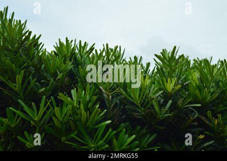 Arbusti con lussureggiante fogliame verde adornano il giardino. Foto Stock