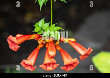 Fiori rossi di Campsis grandiflora lungo la strada in fiore durante l'estate su sfondo scuro. Campsis grandiflora, comunemente conosciuto come il cinese Foto Stock