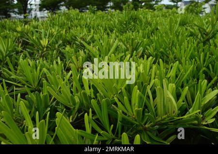 Arbusti con lussureggiante fogliame verde adornano il giardino. Foto Stock