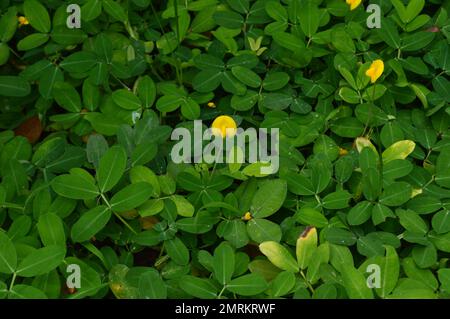 Erba di Pintoi (Arachis pintoi). Arbusti con lussureggiante fogliame verde adornano il giardino. Foto Stock