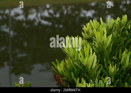 Arbusti con lussureggiante fogliame verde adornano il giardino. Foto Stock