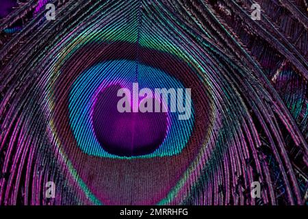 Primo piano in piuma di Peacock in full frame. Texture piuma, sfondo. Foto Stock