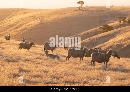 Un gregge di pecore nella luce dorata della sera sulle colline secche e dorate della Penisola di Fleurieu, vicino a Yankalilla, Australia Meridionale. Foto Stock