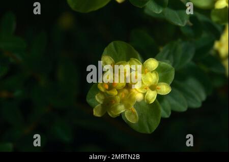 La maggior parte dei fiori di riso sono bianchi - e corti. Questa è l'unica varietà gialla - appropriatamente chiamata fiore giallo del riso (Pimelea Flava). È anche più alto. Foto Stock