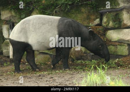 Il tapiro malese (Tapirus indicus), chiamato anche tapiro asiatico, è la più grande delle cinque specie di tapiro e l'unica originaria dell'Asia Foto Stock