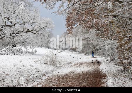 Un paese delle meraviglie invernale durante uno scatto freddo con gelo e neve che ricopra i ramoscelli e le foglie di alberi ad Hampstead Heath, Londra, Inghilterra, Regno Unito. Foto Stock