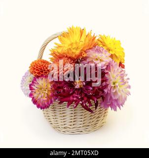 Fiori di dahlia rosa, rosso e bianco in cesti decorativi in vimini isolati su bianco Foto Stock