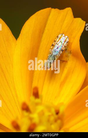 Immagine delle larve Fly (Neotephritis finalis) punteggiata su un fiore giallo su sfondo naturale. Insetto. Animale. Foto Stock