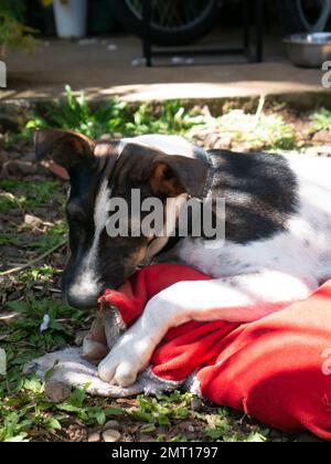 Un cane mongrel morde un cuscino. Foto Stock