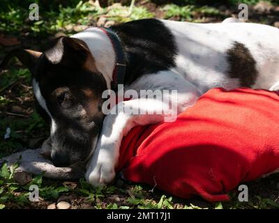 Un cane mongrel morde un cuscino. Foto Stock