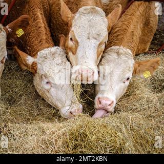 Particolare del bestiame Hereford che mangia fieno attraverso la recinzione a Pinner Park Farm, Site of Nature Conservation Impinerence Harrow, NW London. Foto Stock