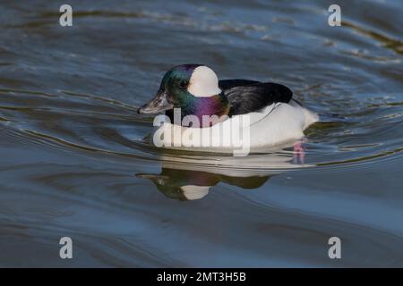 Un primo piano di un'anatra bufflehead, l'albeola di Bucephala, mentre sta nuotando. Ha goccioline d'acqua sulla sua testa e il sole mostra le piume iridescenti Foto Stock