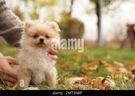 Uomo con piccolo cane soffice nel parco autunnale, primo piano Foto Stock