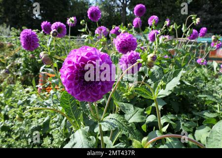 Fiori Foto Stock