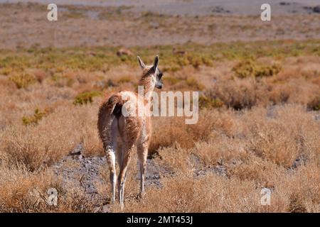 Guanaco nel deserto di Atacama Cile Sud America Foto Stock