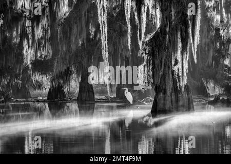 USA, Deep South, Louisiana, Bacino di Atchafalaya, Lafayette, Lago Martin, Egret Foto Stock