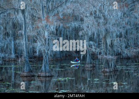 USA, Texas, Karnack, Caddo Lake state Park, Mill Pond Foto Stock