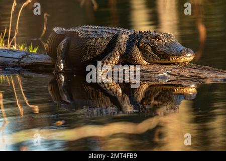 USA, Louisiana, Bacino di Atchafalaya, Lago Martin, Alligator Foto Stock