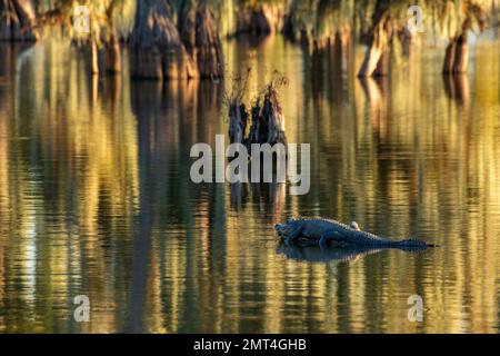 USA, Deep South, Louisiana, Lafayette, Lake Martin, Alligatore mississippiensis, Foto Stock