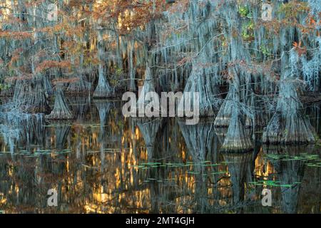 USA, Texas, Karnack, Caddo Lake state Park, Mill Pond Foto Stock