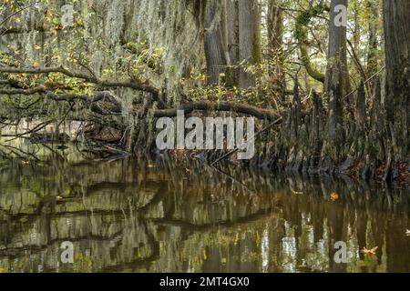 Stati Uniti, Texas, Jefferson, Lago Caddo, Big Cypress Bayou, Cypress ginocchia Foto Stock