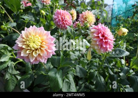 Fiori Foto Stock