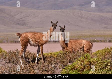 Guanaco nel deserto di Atacama Cile Sud America Foto Stock