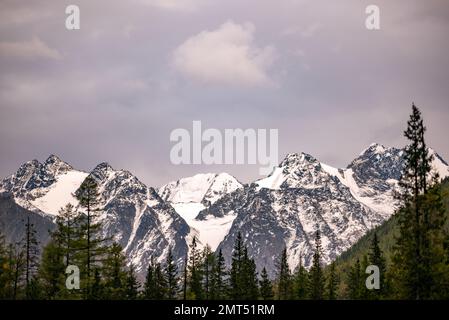 La cima delle montagne di pietra con neve bianca e ghiacciai dietro le ombre, le cime degli alberi, la foresta di abete rosso nelle nuvole in Altai. Foto Stock