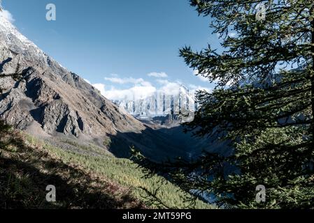 Vista dalla montagna al lago Shavlinskoye dietro i rami di abete rosso sullo sfondo di cime innevate con ghiacciai ad Altai durante il giorno. Foto Stock