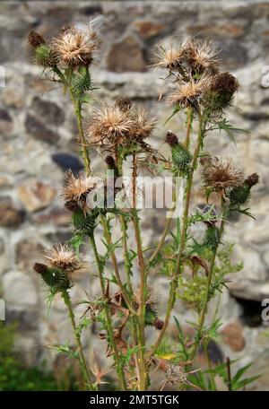 Thistle Bush con punte su una testa sopra la pietra recinzione foto verticale Foto Stock