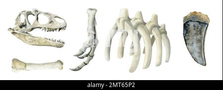 Set di illustrazioni per ossa di dinosauro disegnate a mano. Tyrannosaurus Rex acquerello scull, rins, zampa, dente, scheletro fossili isolati su sfondo bianco Foto Stock