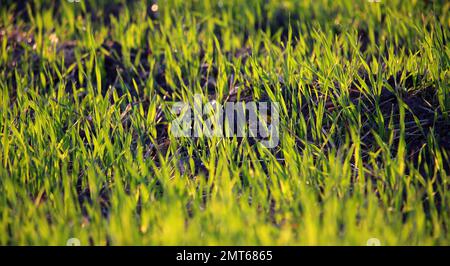 Vista dal basso di germogli di grano appena germinati con gocce di rugiada in primo piano Foto Stock