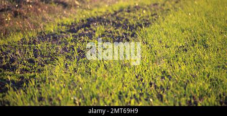 Frammento di un campo con germogli di grano alla mattina presto Foto Stock