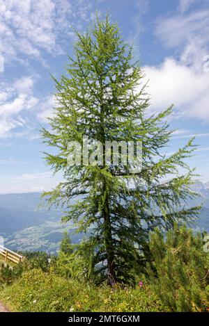 Larice europeo, Larix decidua. Foto scattata nelle Alpi Bavaresi, Berchtesgadener Land Baviera in Germania Foto Stock