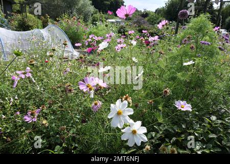 Fiori Foto Stock