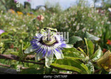 Passilflora in giardini cottage Foto Stock