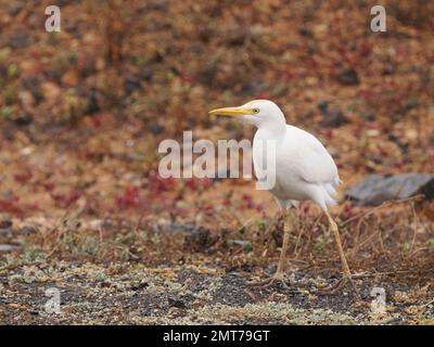 la grata del bestiame si trova spesso vicino alle strade, o lungo piste ciclabili con pareti in pietra che cacciano i rettili. Foto Stock