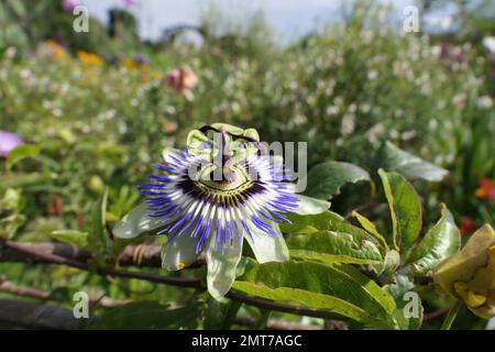 Passilflora in giardini cottage Foto Stock