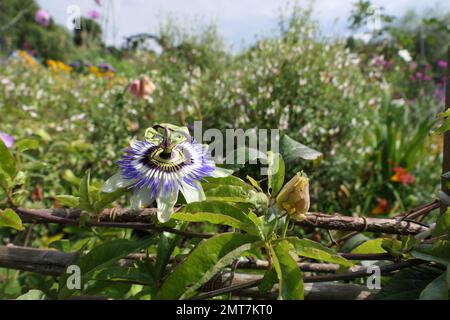 Passilflora in giardini cottage Foto Stock