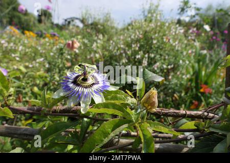 Passilflora in giardini cottage Foto Stock